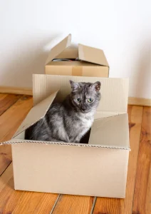 como mudarse de casa con un gato